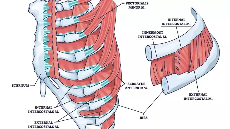 accessory muscles of the lung illustration.