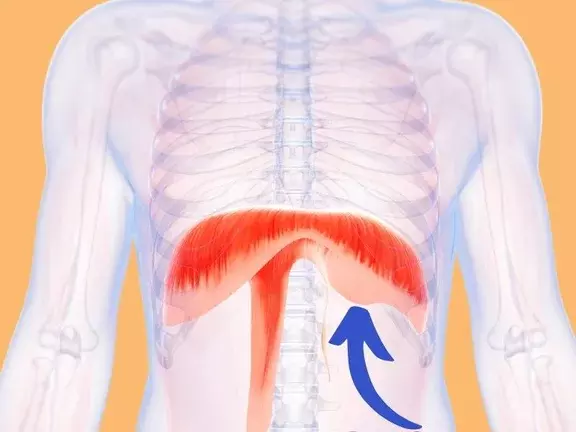 diaphragm illustration.